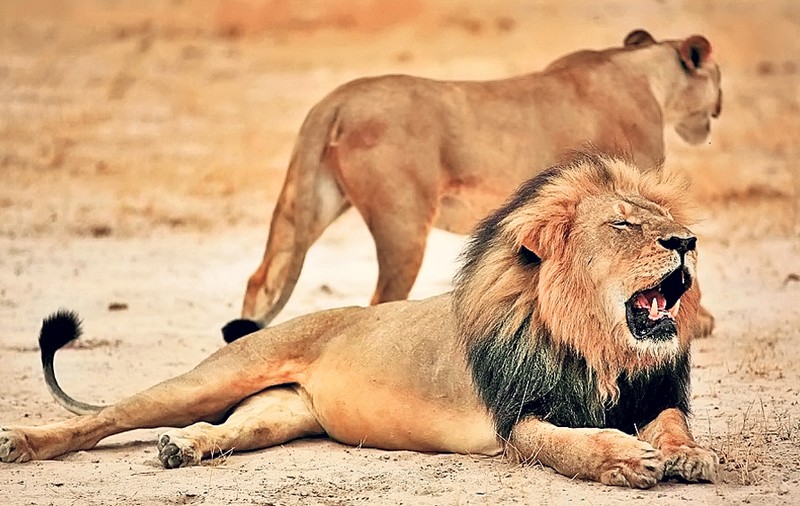 Vânat după ce l-a ucis pe Cecil! Dentistul american care l-a decapitat pe celebrul leu din Zimbabwe, amenințat cu moartea
