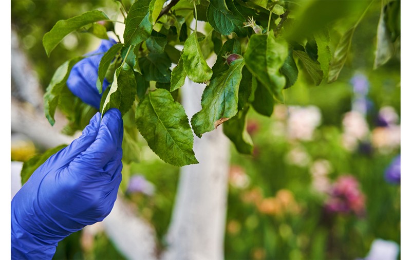 Ce este un acaricid și când se folosește – Ghid esențial pentru grădinari și cultivatori