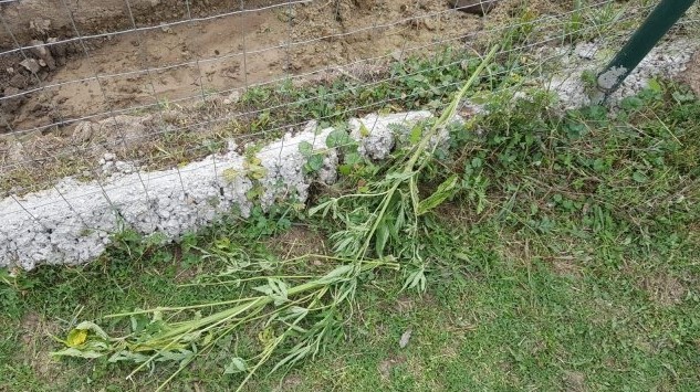 Plantele de canabis zac aruncate pe marginea drumului