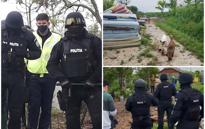 Trupele speciale au pătruns ca să prindă sute de câini şi pisici în Amzacea, dar autoritățile nu lămuresc unde le-au dus