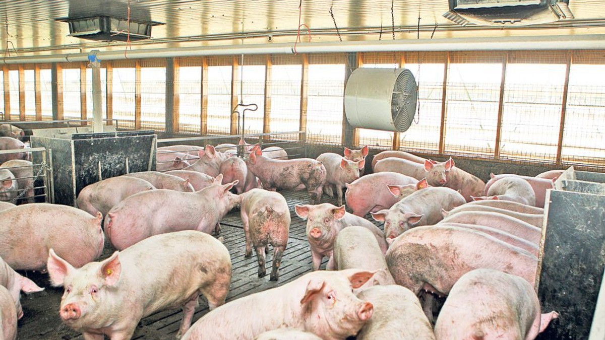 Inteligența artificială, folosită la creșterea porcilor în China. Fermă de porci