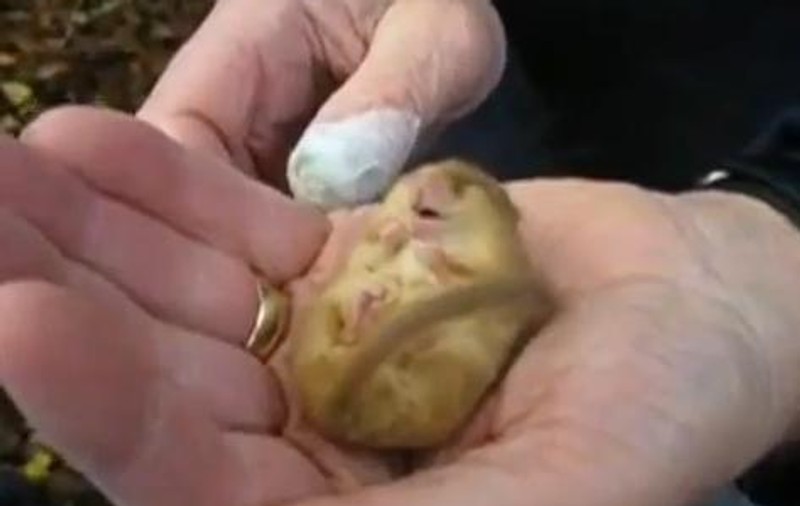 Nu-l deranjați! Uite șoricelul care sforăie de zor în timp ce hibernează! VIDEO