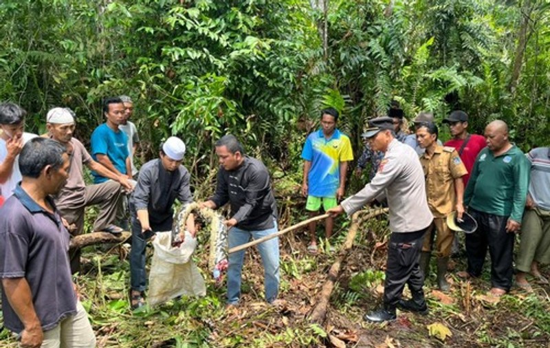 O femeie dată dispărută în Indonezia a fost găsită în burta unui piton