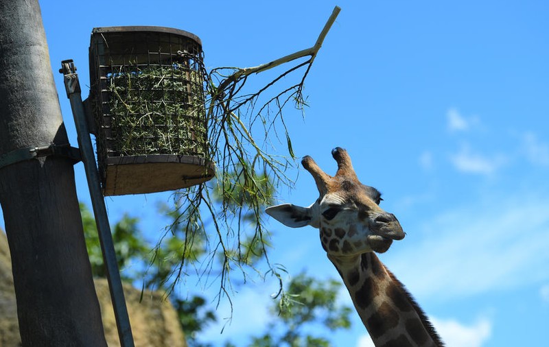 Mai multe girafe dintr-o specie rară au murit electrocutate în Kenya, după ce s-au agățat de liniile de înaltă tensiune