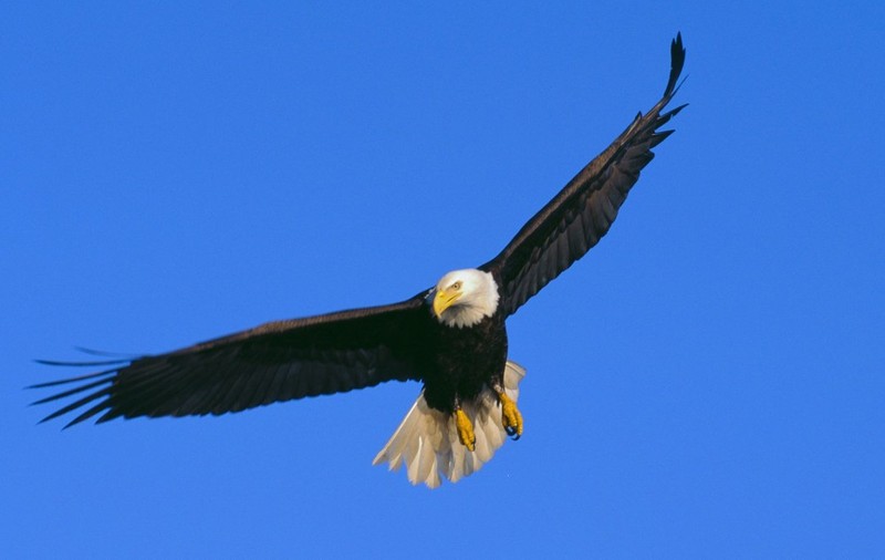 Un vultur pleșuv a doborât o dronă a guvernului american și a trimis-o pe fundul lacului Michigan