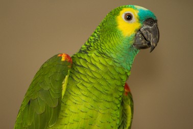 Arhiva foto