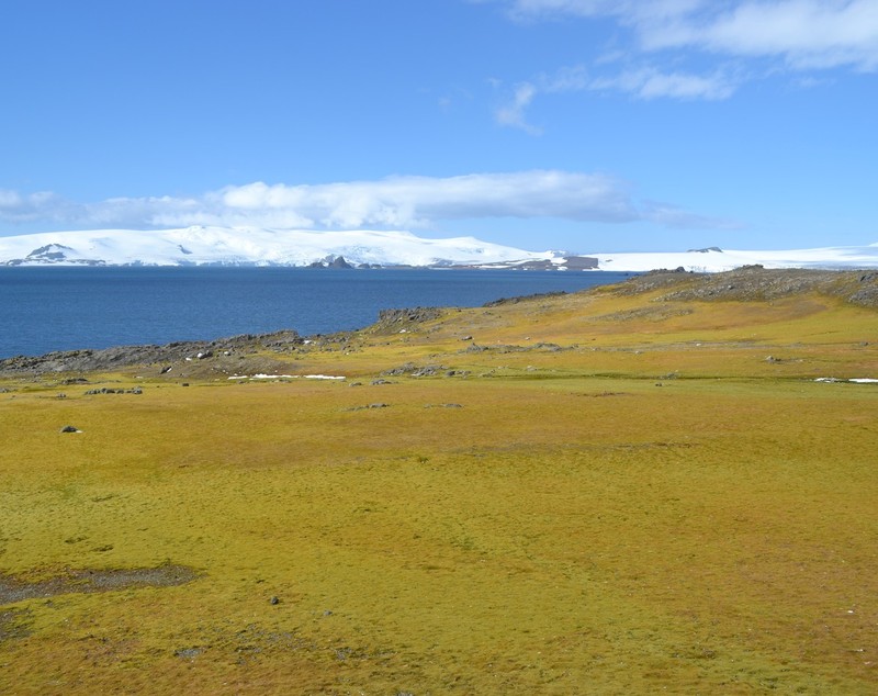 Imagini din Antarctica unde ghețarii se topesc într-un ritm alarmant, iar unele zone au înverzit: „Influența schimbărilor climatice nu are limite”