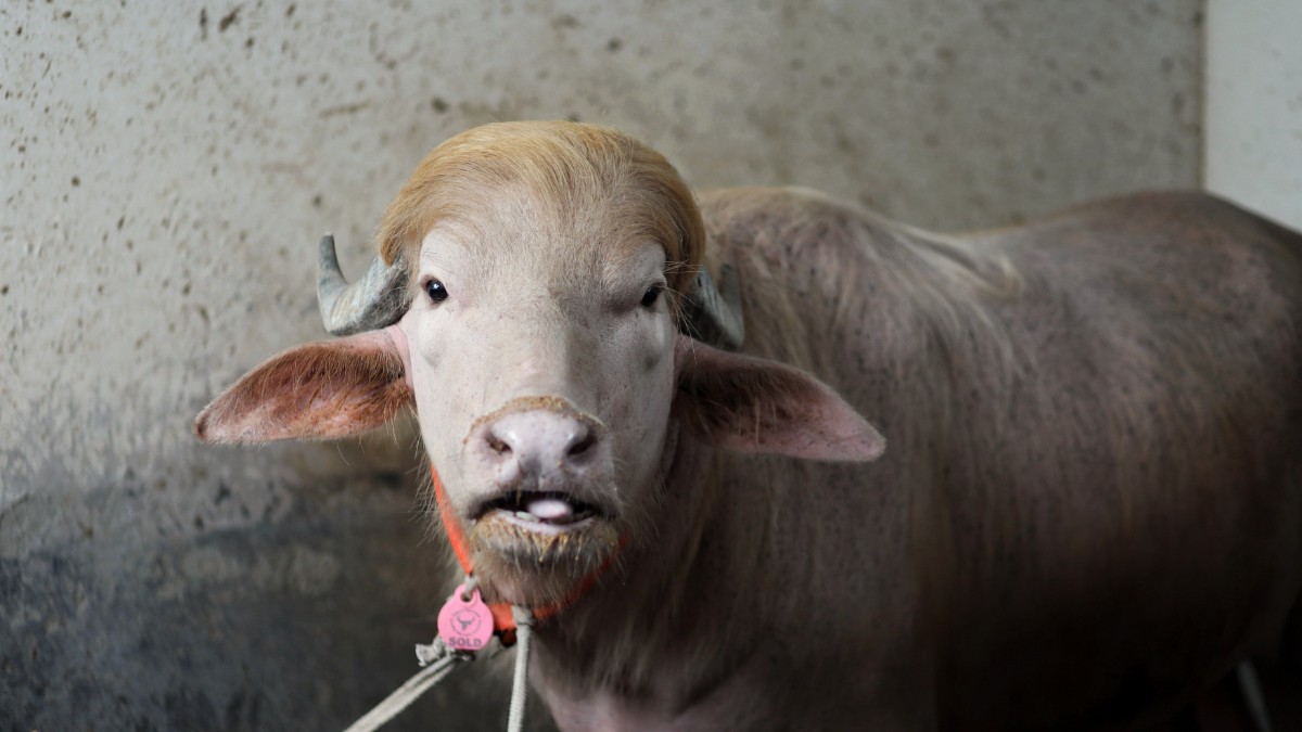 Un bivol albinos cu blană deschisă la culoare și păr blond stă într-un grajd, privindu-i atent pe cei din jur. Animalul a devenit celebru în Bangladesh după ce oamenii au spus că seamănă cu Donald Trump.