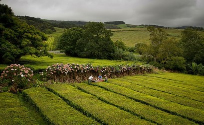 Vizitatorii plantației pot să vadă cum sunt culese frunzele de ceai | Foto: Gorreana.pt