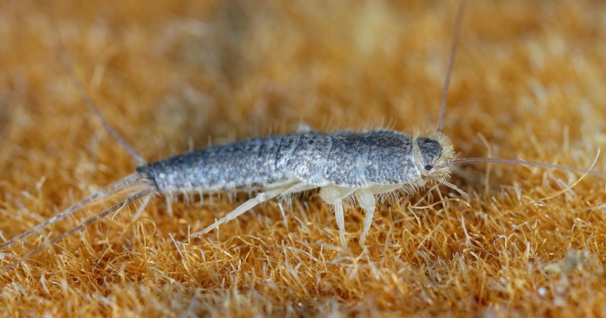 Ctenolepisma longicaudatum. O insectă comună se găsește în băi și în alte spații interioare