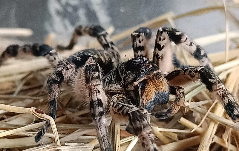 Ce este și cum arată tarantula românească, descoperită pe un șantier din Voluntari