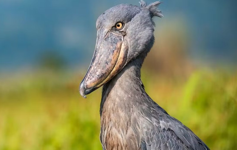 Pasărea rară cu apetit neobișnuit, care mânâncă și crocodili, este amenințată cu dispariția