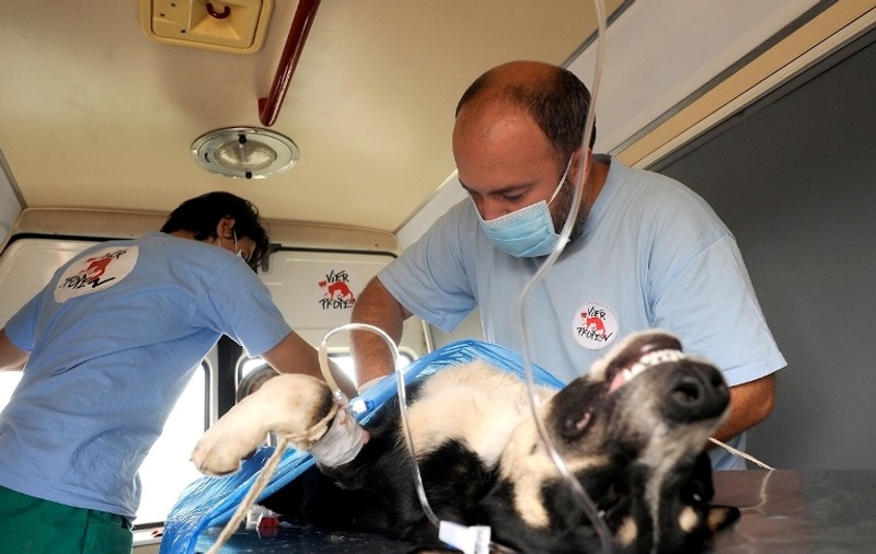 Campanie de sterilizare în masă a maidanezilor în Capitală. Vezi exact unde se întâmplă!