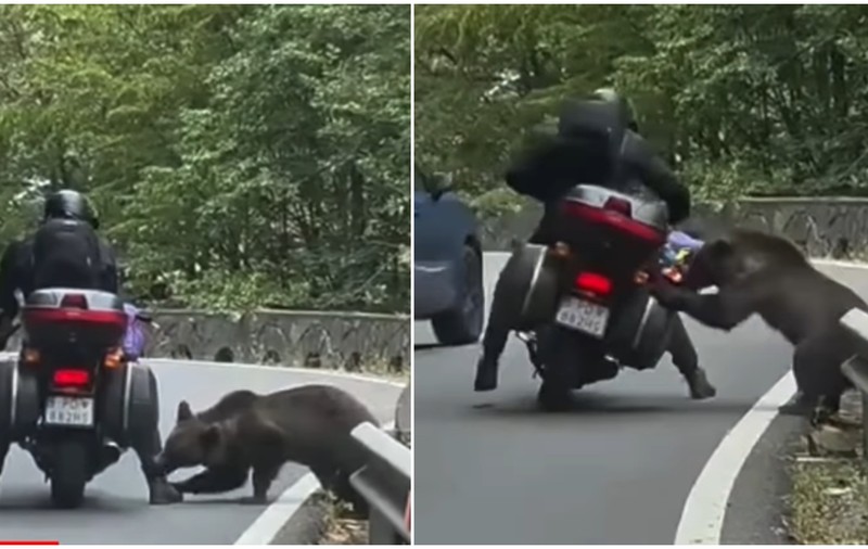 Momentul în care un motociclist oprit pe Transfăgărășan este mușcat de urs, surprins de o cameră de bord | VIDEO