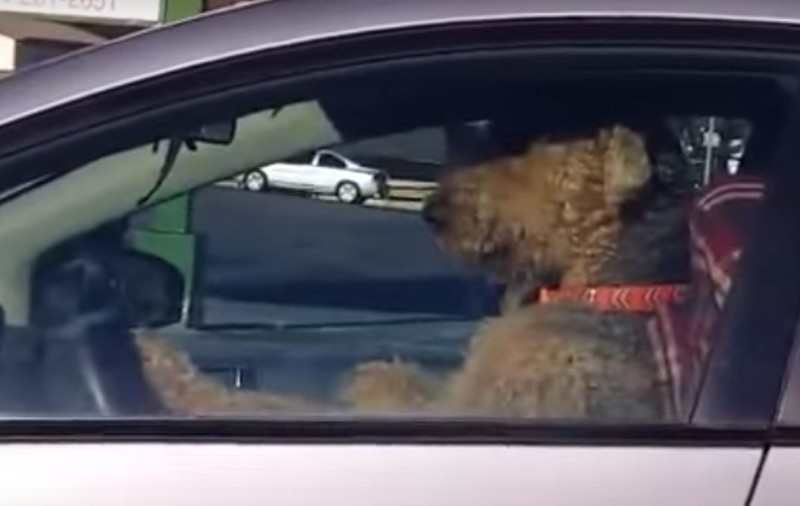 AI MAI VĂZUT CÂINE, LA VOLAN, CARE SĂ CLAXONEZE? / VIDEO