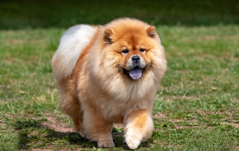 De la Chow Chow, la pekinezi: care sunt cele mai neascultătoare 10 rase de câini din lume