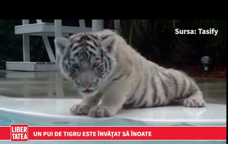 Un pui de tigru învață să înoate | VIDEO