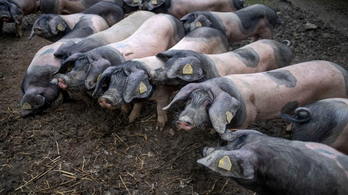 Marea Britanie a interzis toate importurile de animale din Germania Foto: Profimedia Images