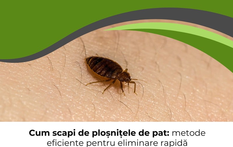 Cum scapi de ploșnițele de pat: metode eficiente pentru eliminare rapidă