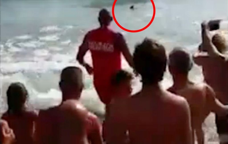 Panică pe o plajă din apropierea Romei! Un rechin s-a apropiat la câţiva metri de ţărm | VIDEO