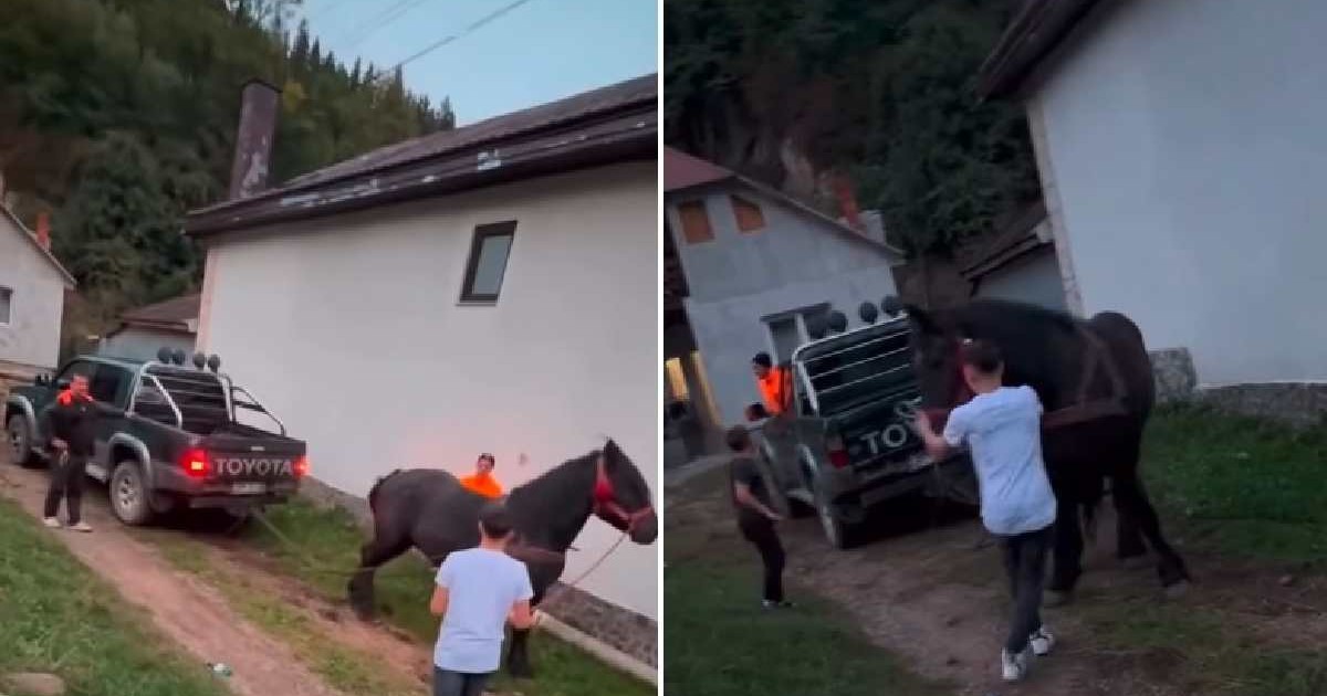 Un cal este forțat să tragă o mașină de teren Toyota de către o persoană