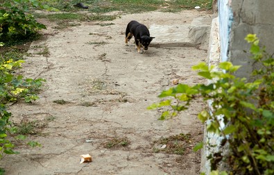 Cățelușa lui Nea Costică