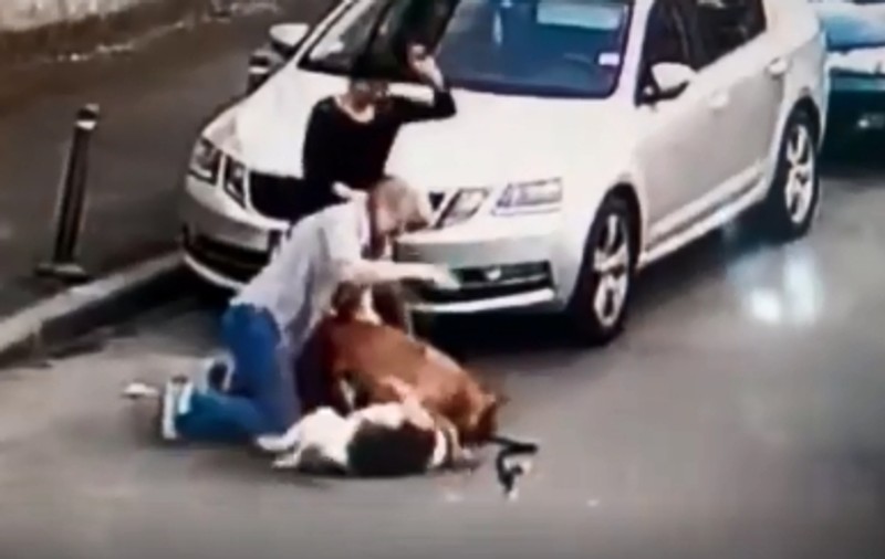 Ce riscă proprietara câinelui Amstaff care a atacat un cățel în București