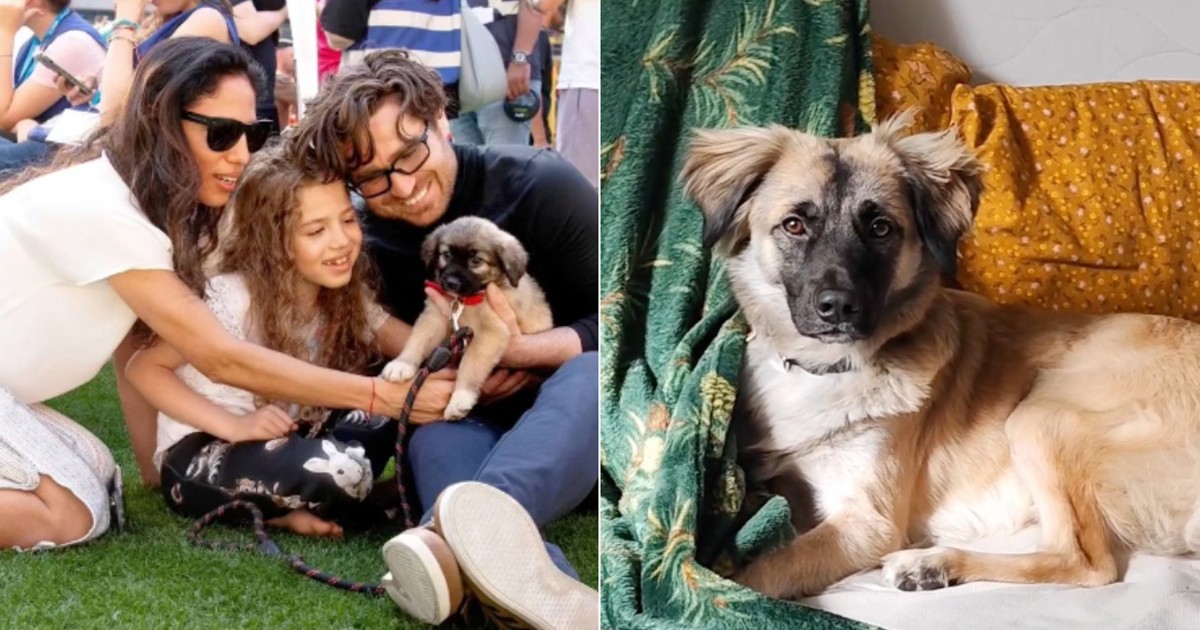 Colaj cu Muttley Caramelo și familia care l-a adoptat.