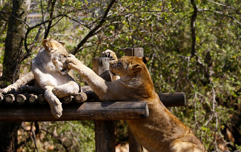 Patru lei de la o grădină zoologică din Spania s-au infectat cu COVID-19