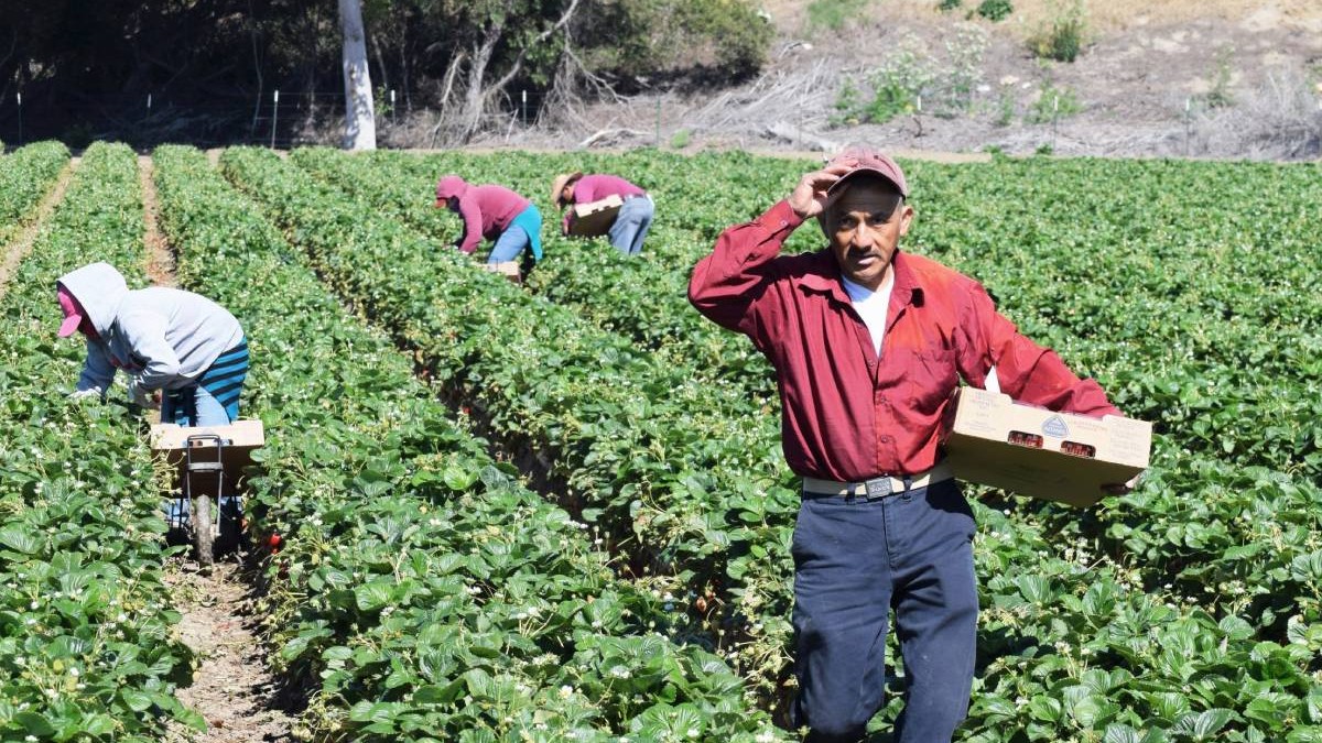 Un grup de muncitori imigranți în agricultură care culeg căpșuni de pe o plantație din SUA