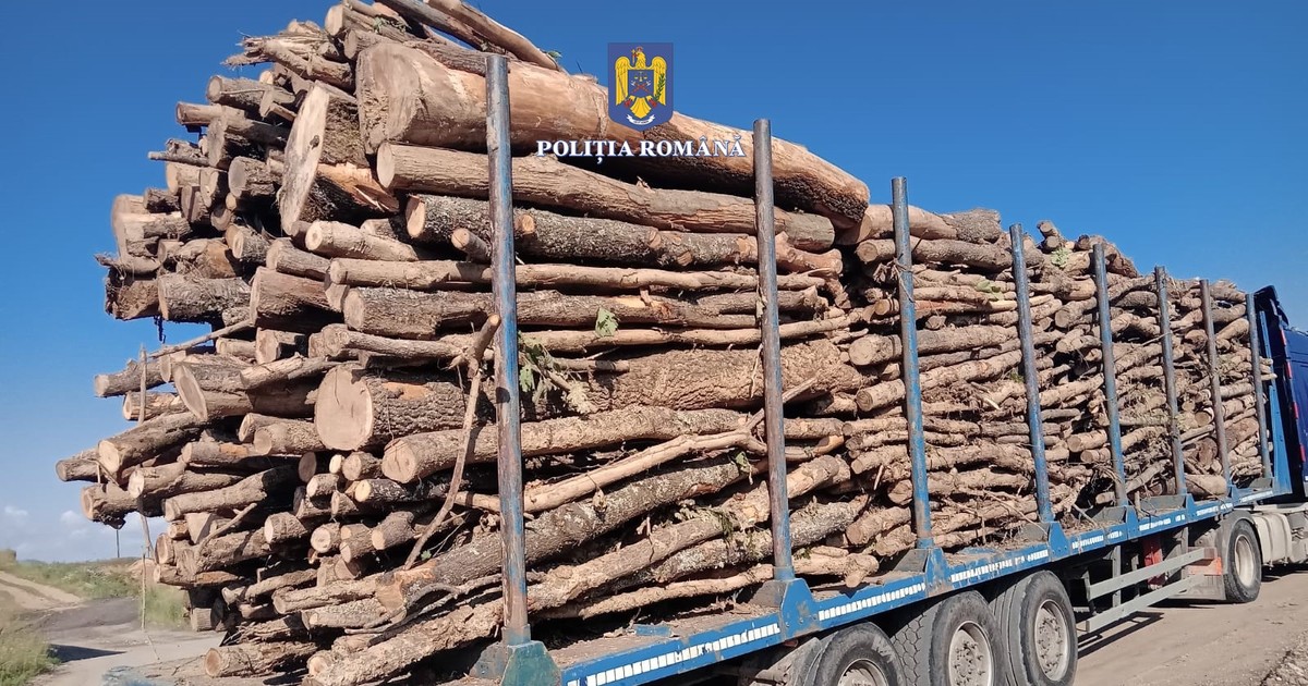 Transport de lemne fără acte descoperit în timpul unui control al Poliției
