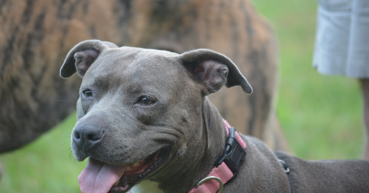 Bărbat sfâșiat de câini Amstaff într-o localitate din județul Neamț