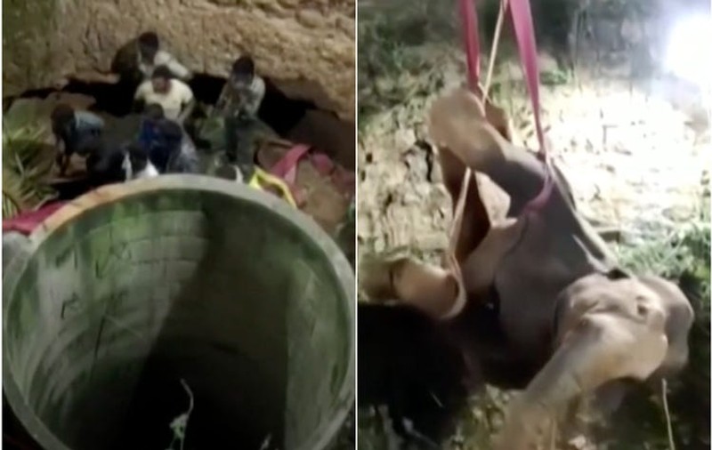 VIDEO | Misiune dificilă în India. Un elefant care a căzut într-o fântână a fost salvat după 14 ore