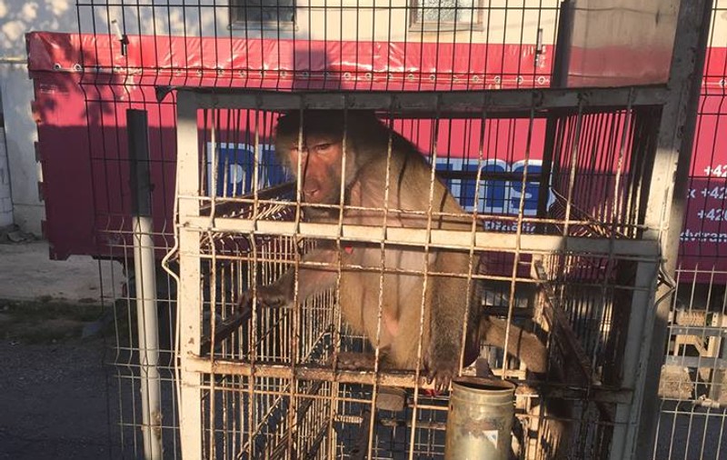 Babuin, mascota unei benzinării din Vaslui. Maimuța e chinuită într-o cușcă