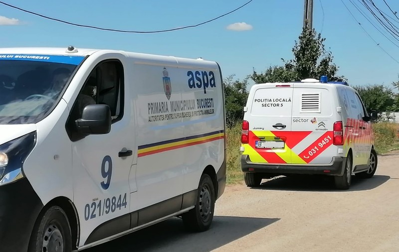 ASPA: Aproape jumătate din câinii capturaţi în Bucureşti provin din sectoarele 5 şi 6