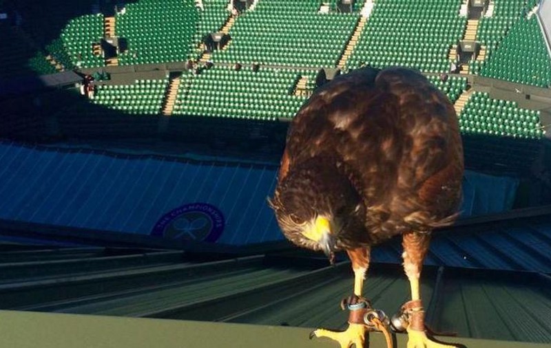 O vrăbiuță a scăpat de ochii ageri ai vulturului care veghează asupra Wimbledonului / GALERIE FOTO