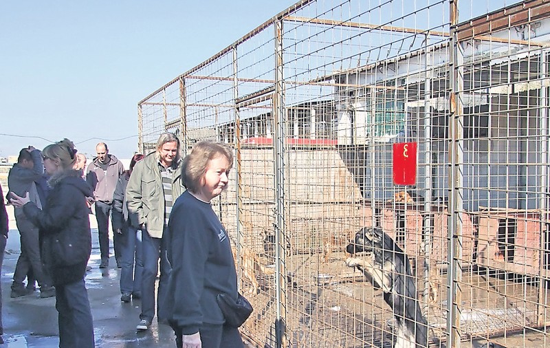 «Exportăm» maidanezi în Germania
