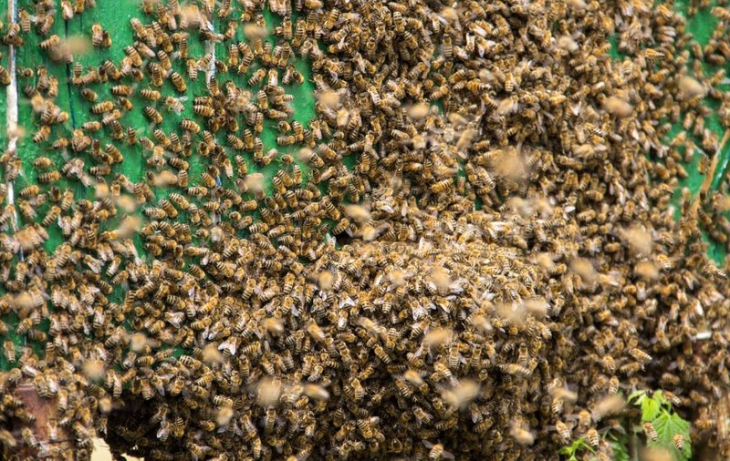 Un „oraș” cu peste 5.500.000 de albine a fost găsit sub un cimitir. Insectele trăiesc acolo de peste 100 de ani