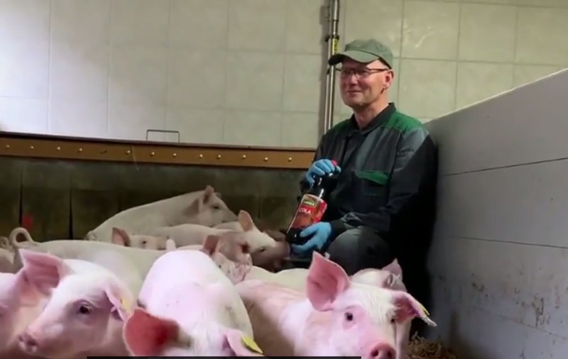 Un fermier din Elveția își hrănește purceii cu Cola. Care este explicația