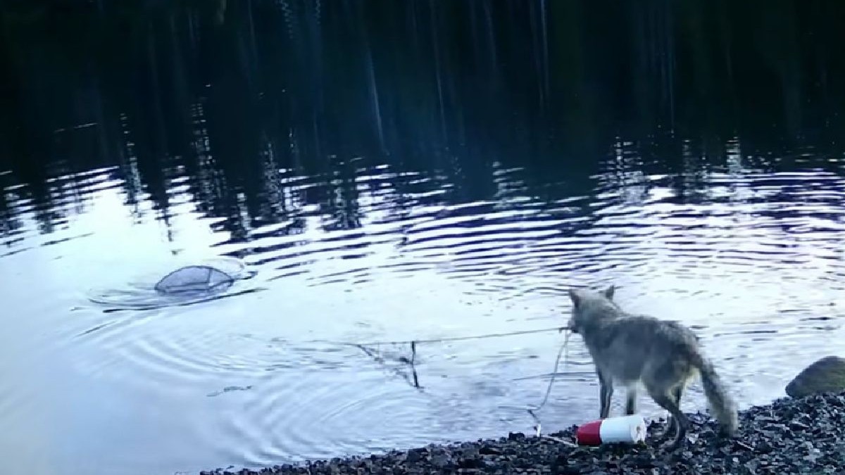 In imagine se observa un lup pe malul unui lac care trage din apa o capcana pentru crabi