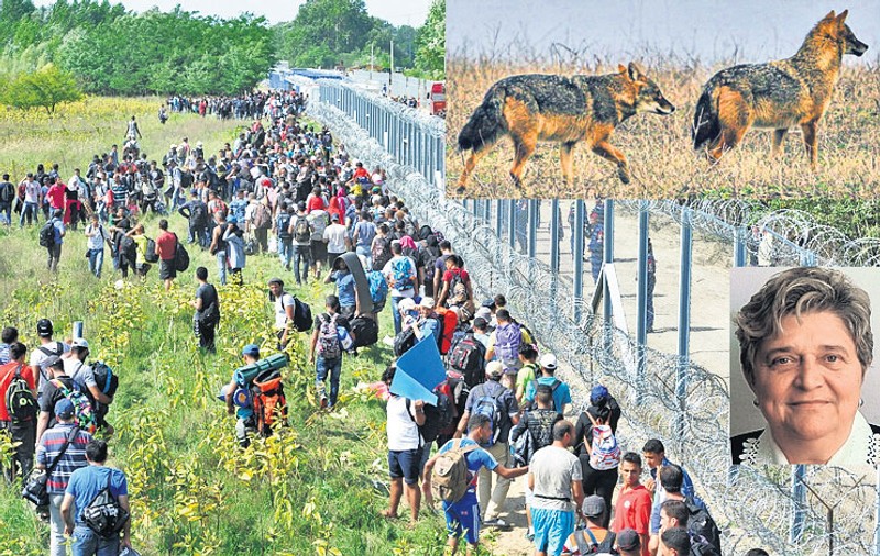 Gardul ungar stopează migraţia… şacalului!