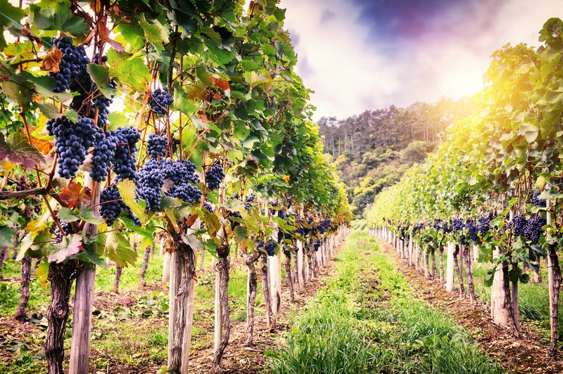 Cultura viței-de-vie sau viticultura datează din Antichitate