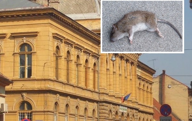 Liceul din Arad în care s-au găsit șobolani a fost amendat cu 3.000 de lei