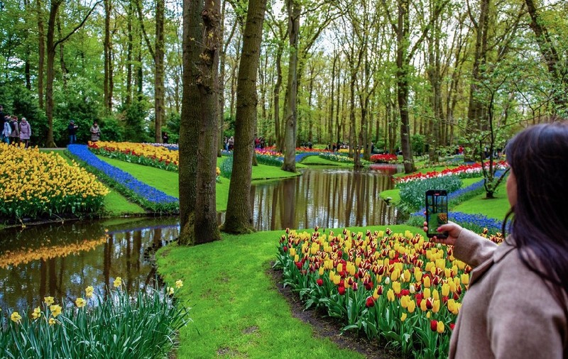 Grădina din Olanda deschisă doar două luni pe an îi așteaptă pe turiști cu peste șapte milioane de flori