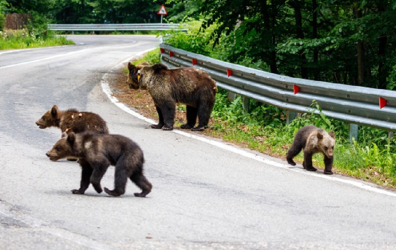 O ursoaică cu puii ei în Carpații din România