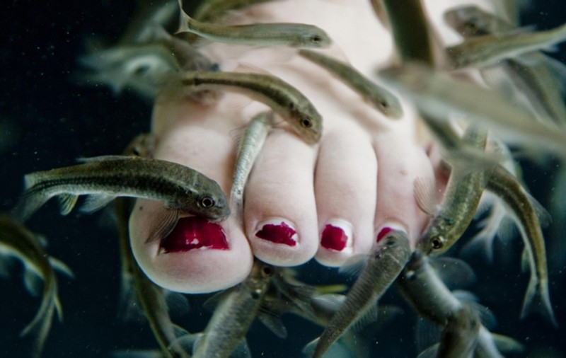 Pericol de îmbolnăvire! Peştişorii de la fish-spa pot transmite Hepatita C sau chiar HIV