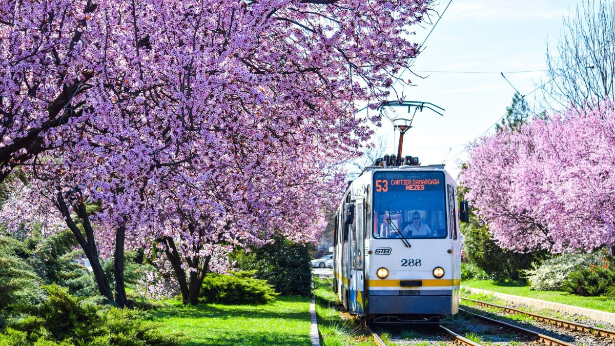 Imaginea prezintă un tramvai surprins în mers într-un decor urban, cu elemente de primăvară, precum flori de cireș în prim-plan. Atmosfera sugerează o zi liniștită în București, în contextul programului special de transport din perioada Paștelui.