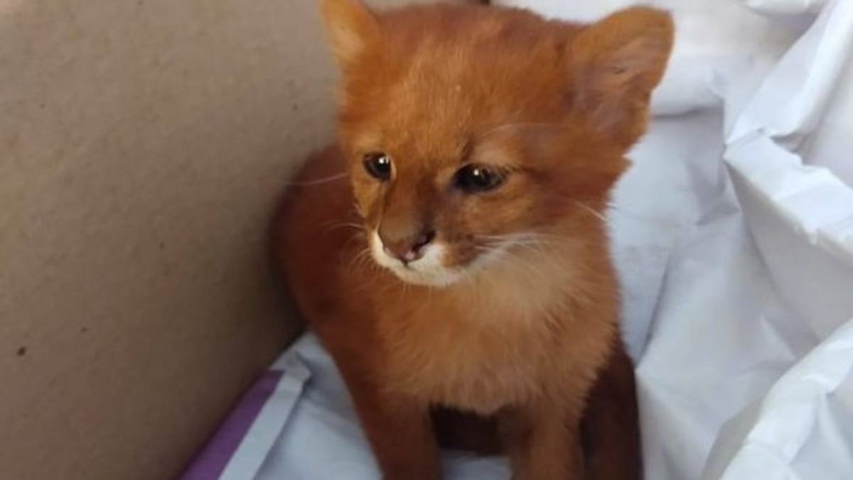 O tânără a avut un șoc când s-a dus la veterinar cu „pisica” pe care o adoptase. Ce animal era de fapt