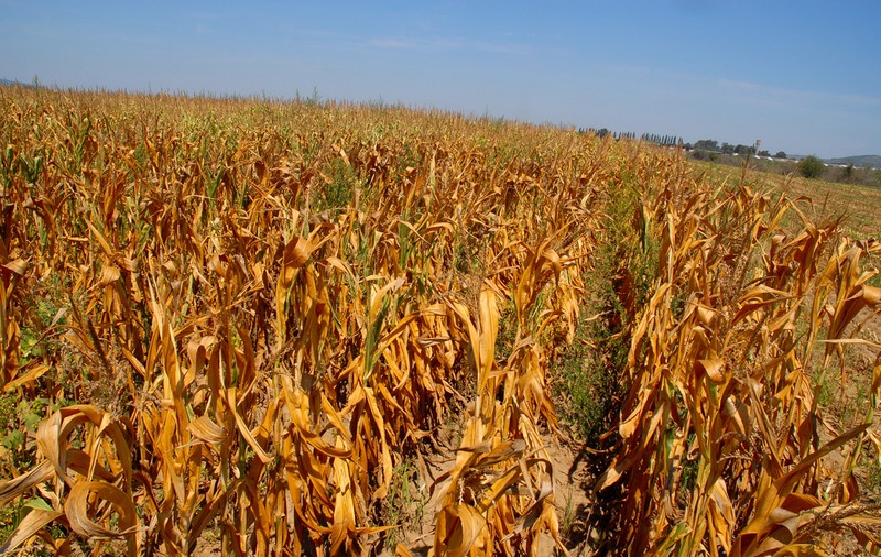 România e pe cale să aibă cel mai secetos an din ultimul secol. Un specialist explică și cum pot unii fermieri să evite dezastrul din agricultură
