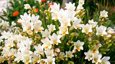 Frezii -ingrijire-plantare